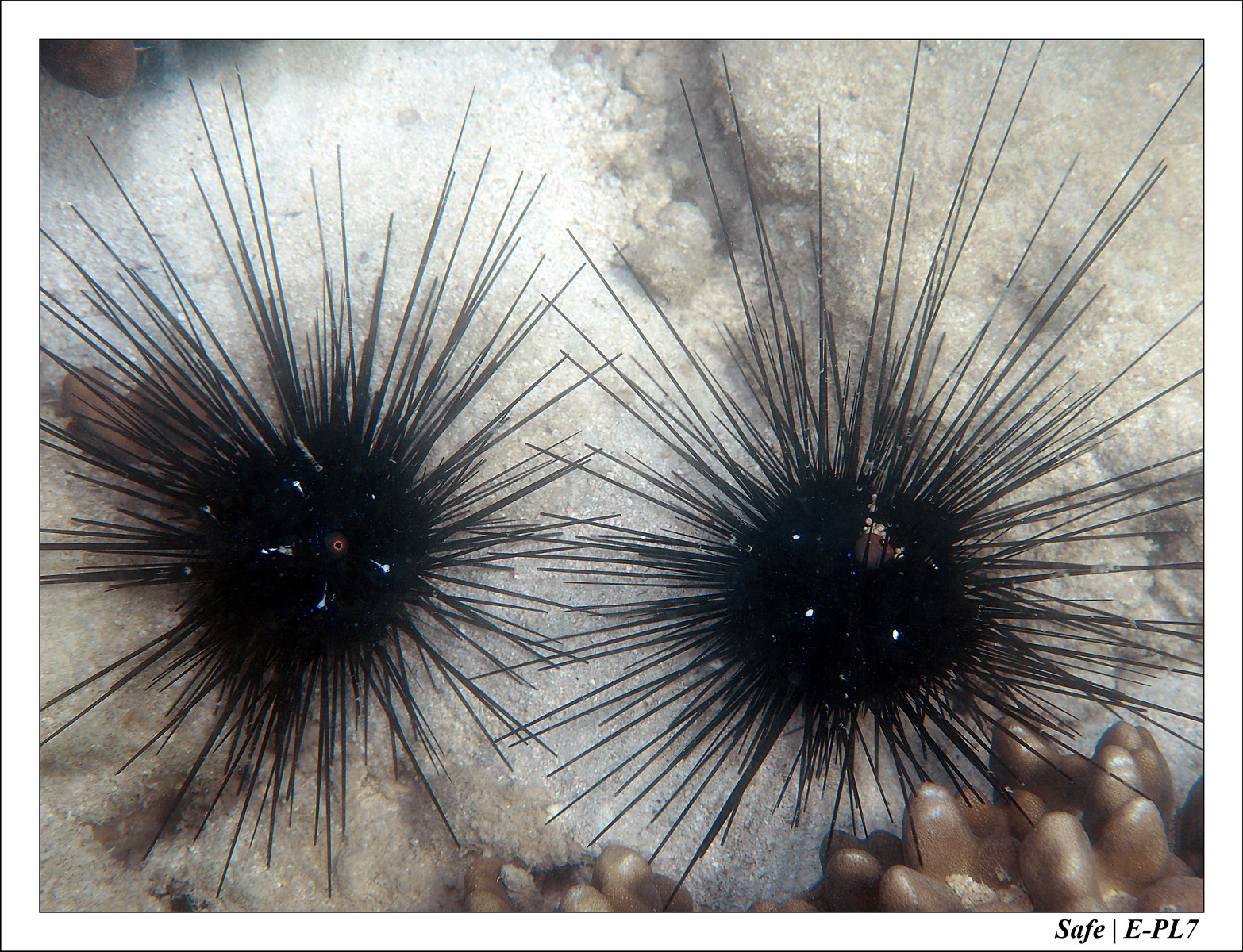 2018 - 08 - Pulau Besar - 15